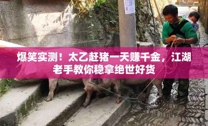 爆笑實(shí)測(cè)！太乙趕豬一天賺千金，江湖老手教你穩(wěn)拿絕世好貨